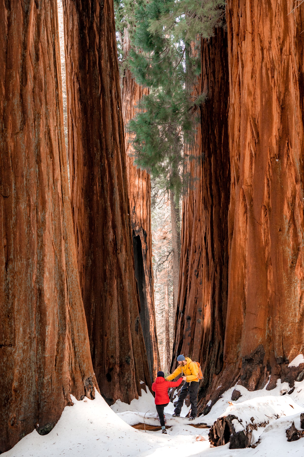 Sequoia National Park in Winter