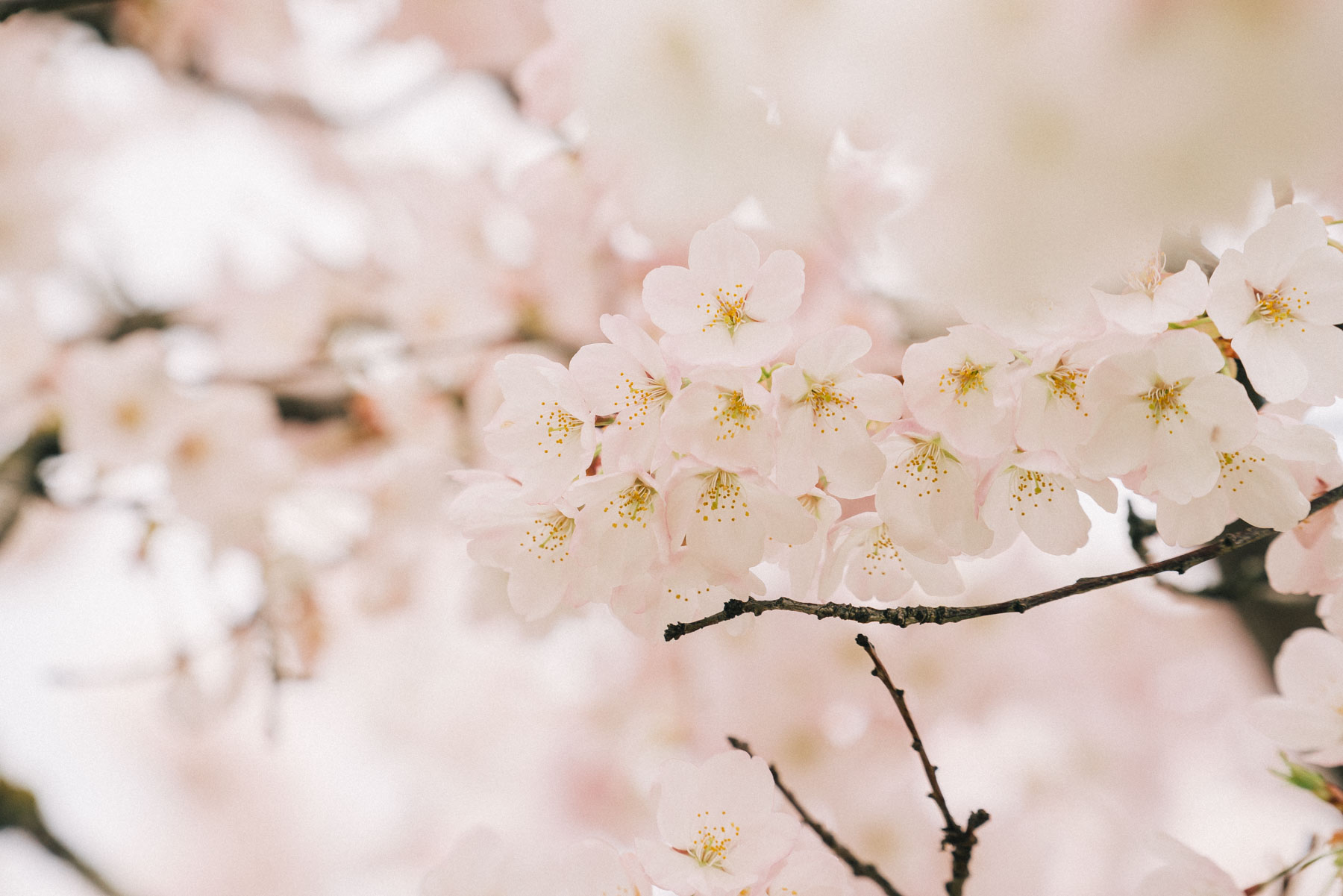 cherry blossoms in Portland, OR