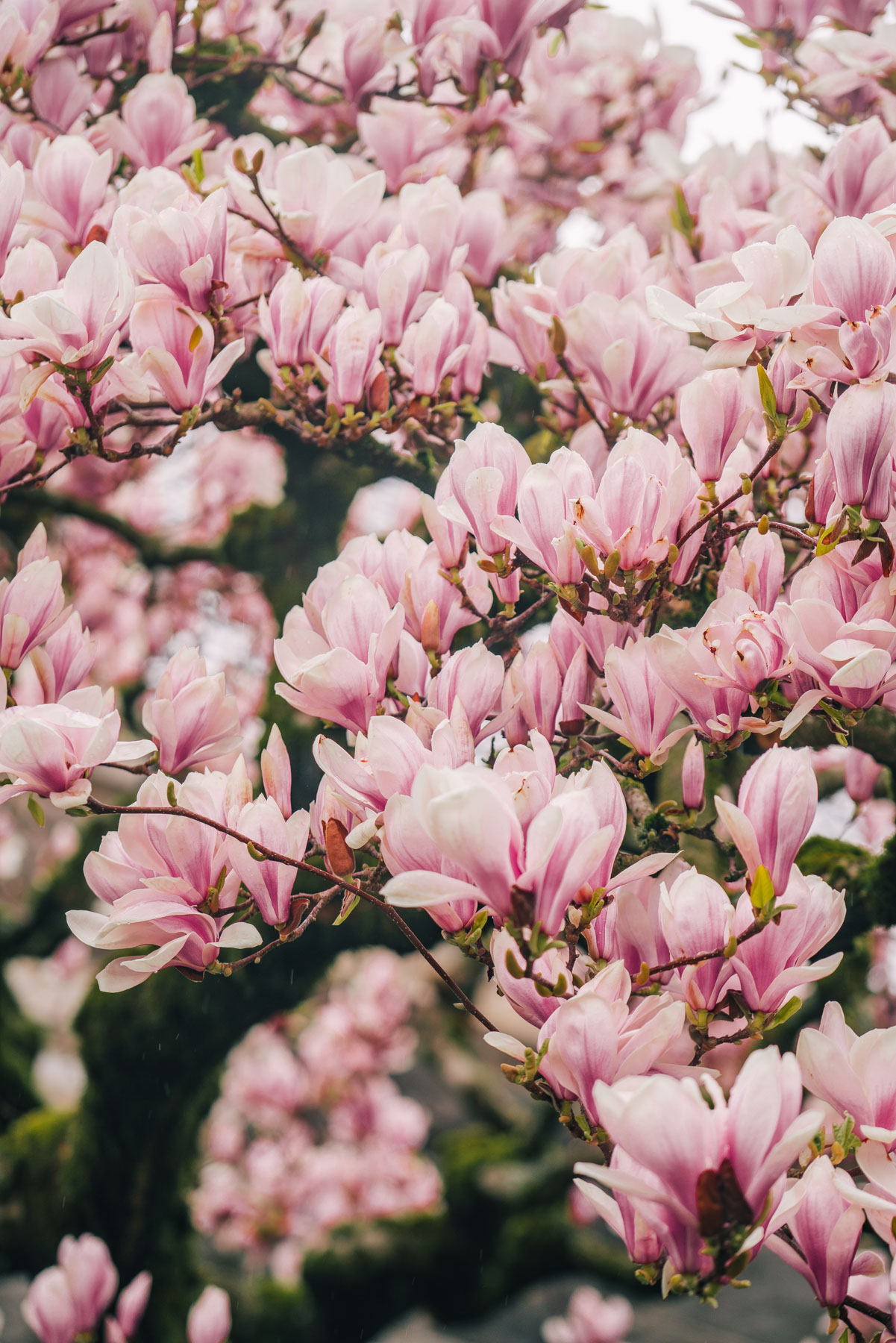 spring flowers in Portland Oregon