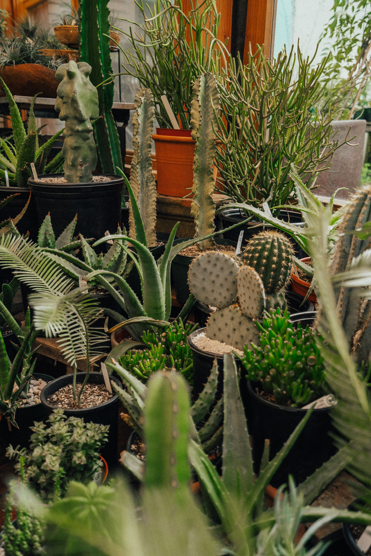 where to buy plants in Portland