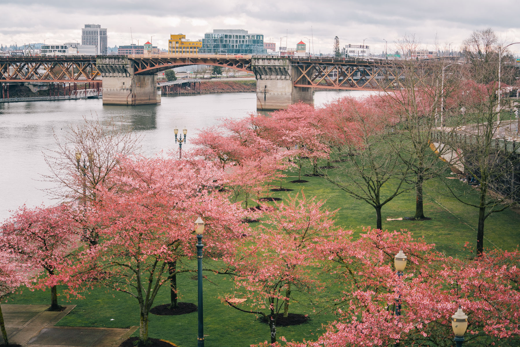 Portland Oregon cherry blossoms
