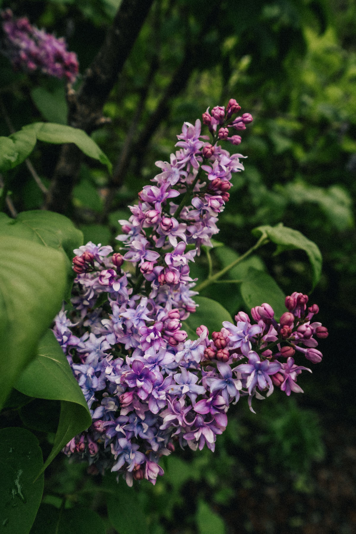 Lilac Garden in Portland Duniway Park