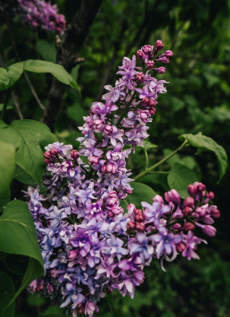 Lilac Garden in Portland Duniway Park