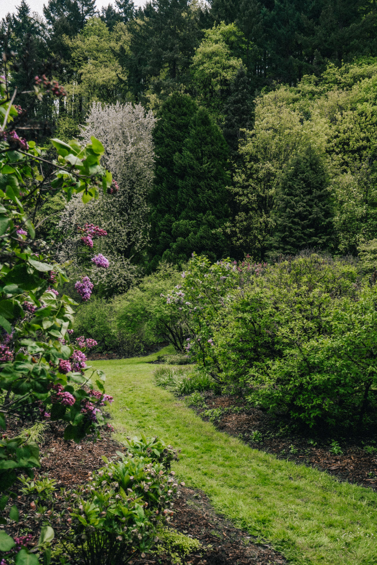 Lilac Garden in Portland Duniway Park