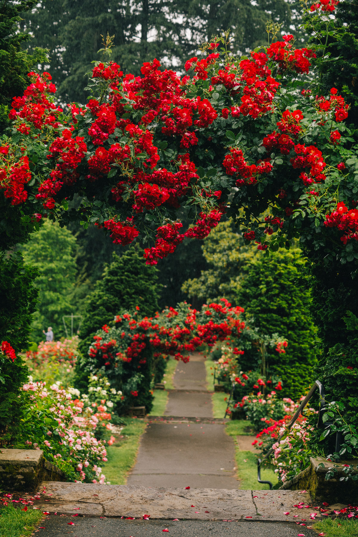 portland rose garden
