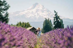 Hood River Lavender Farms