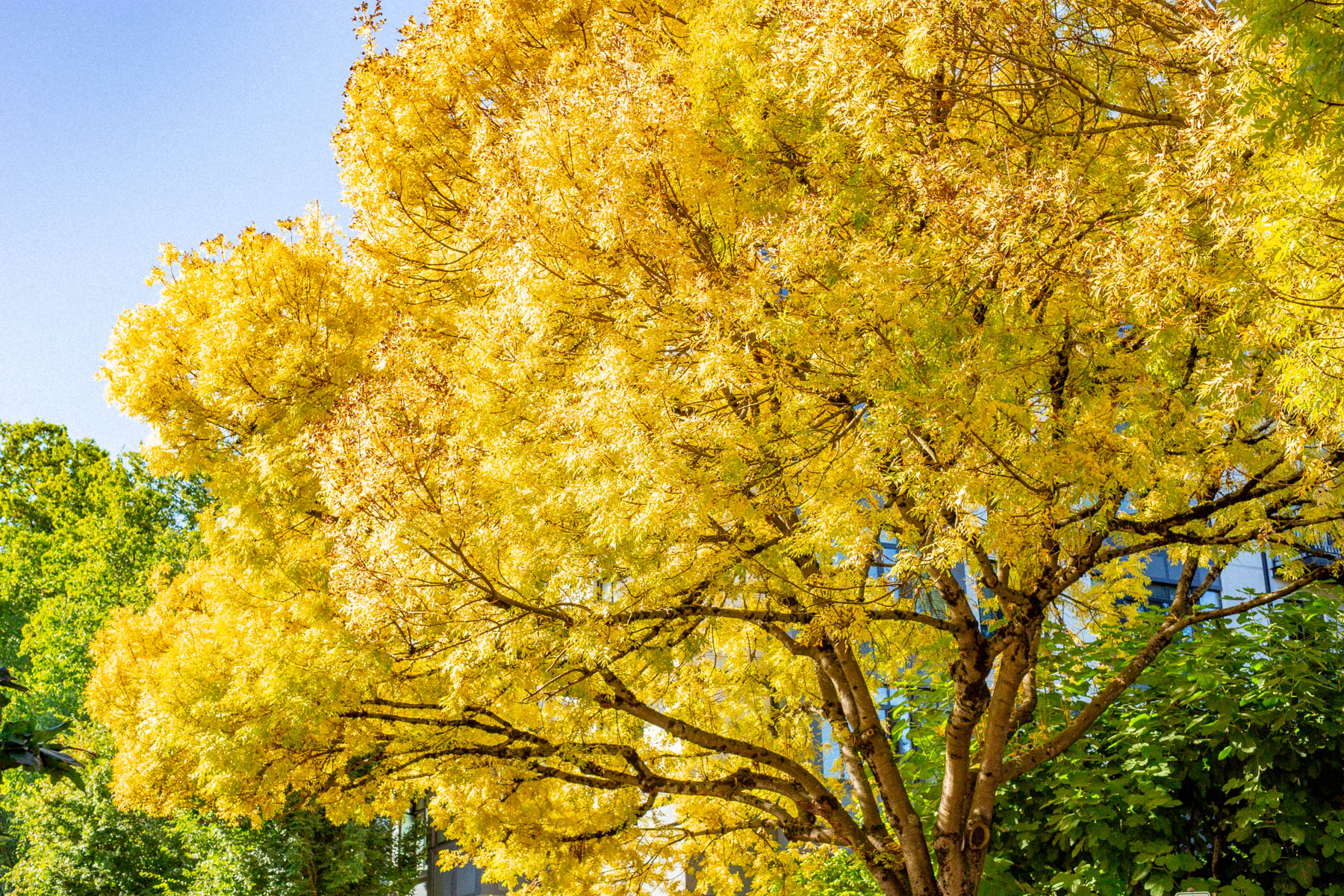 portland in the fall