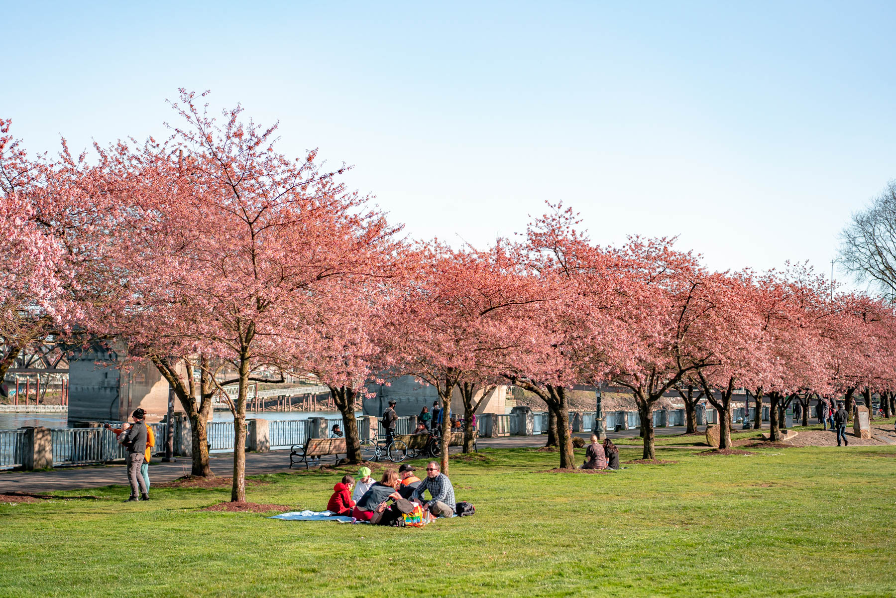 Portland Cherry Blossom Tracker (What to Expect in 2026) - 2024 Portland Cherry Blossom Updates