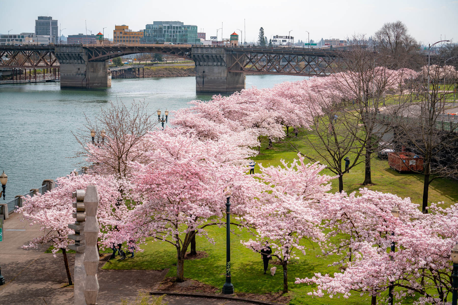 peak bloom cherry blossoms portland oregon