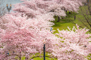 seeing the cherry blossoms is a romantic portland date idea