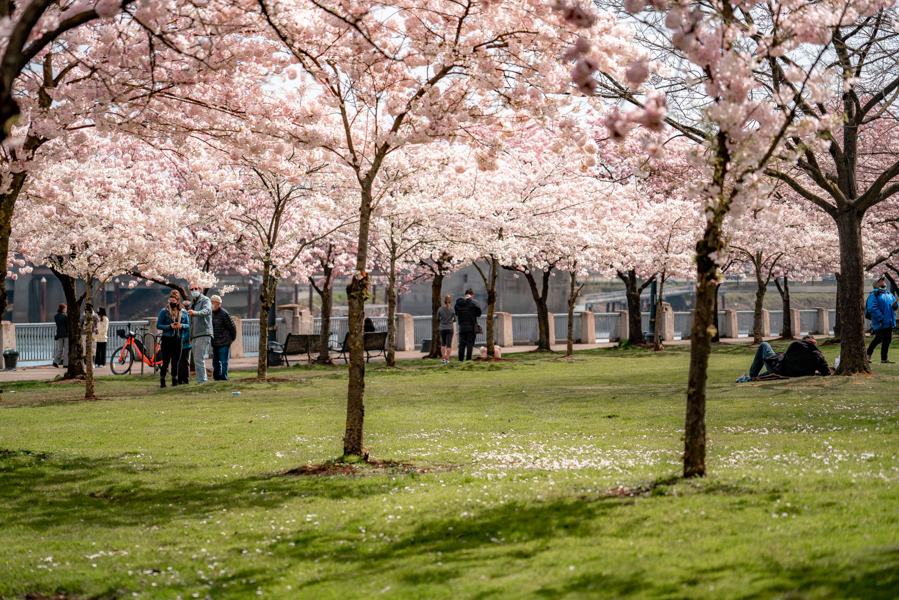 peak bloom cherry blossoms portland oregon