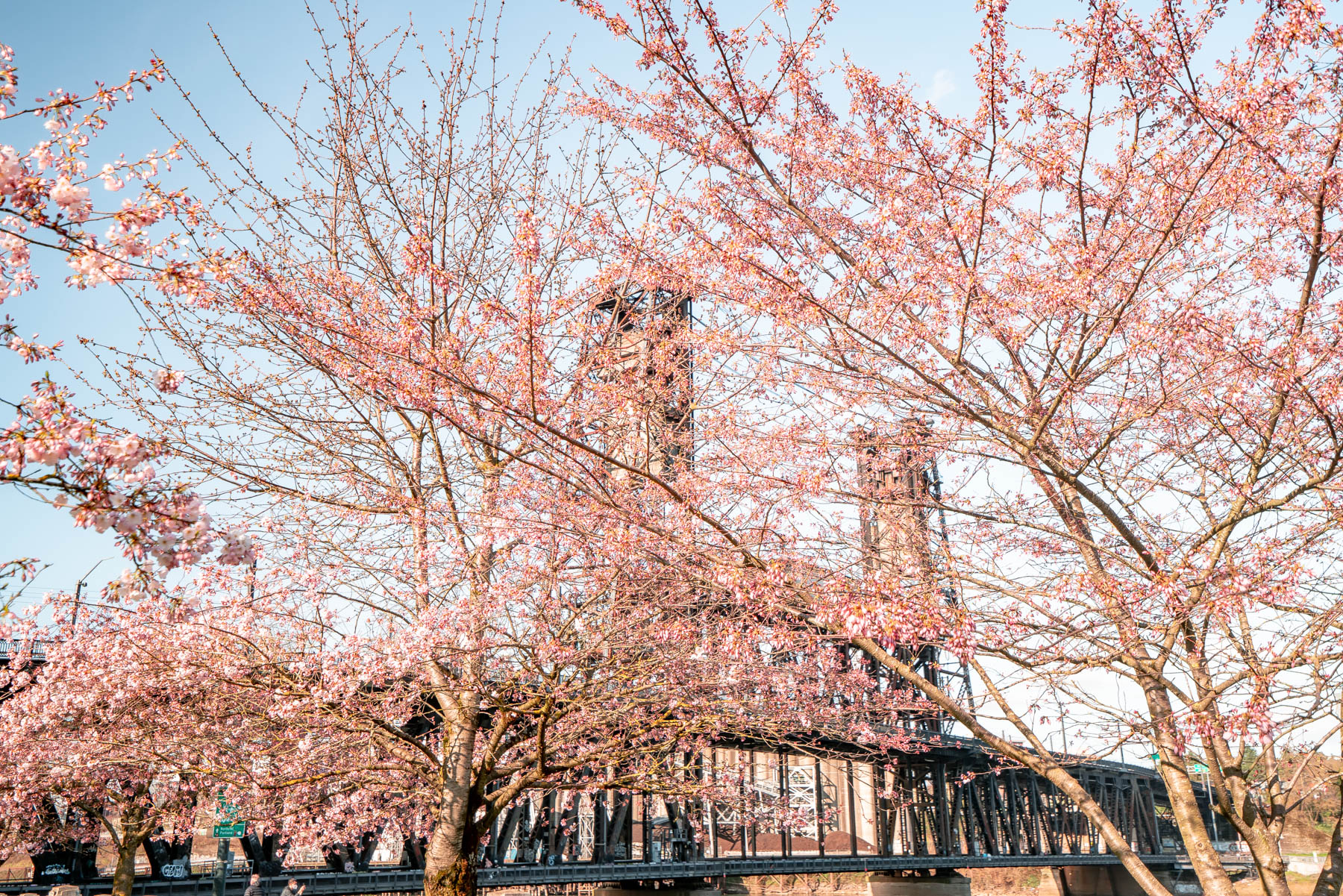 portland cherry blossoms
