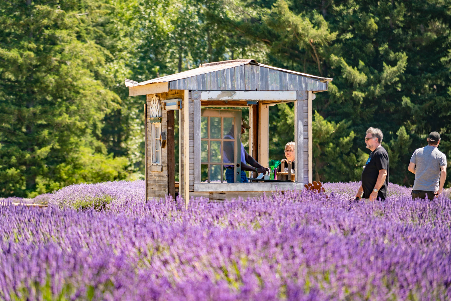 farm stand at lavender farm