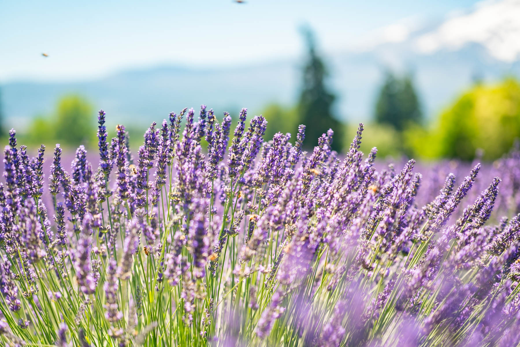 Growing Miracles Lavender Farm 