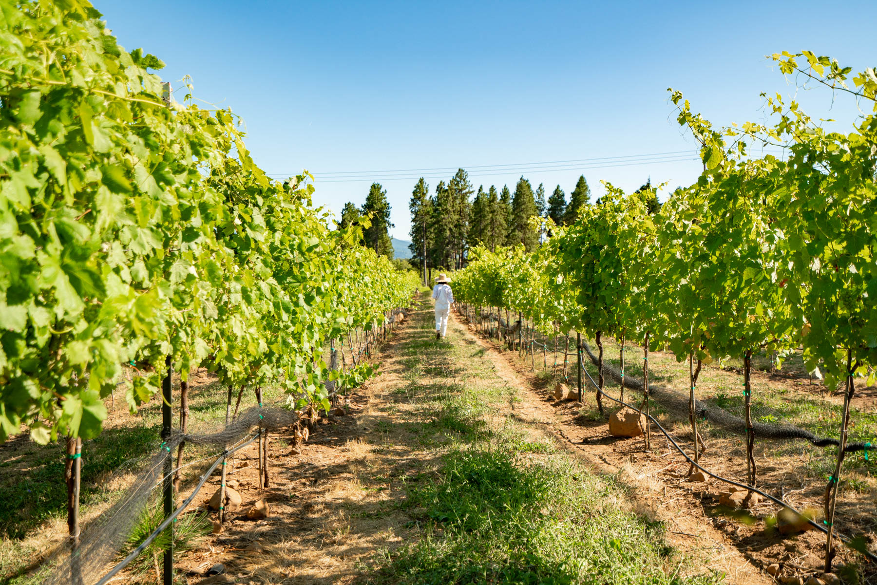 best wineries Hood River