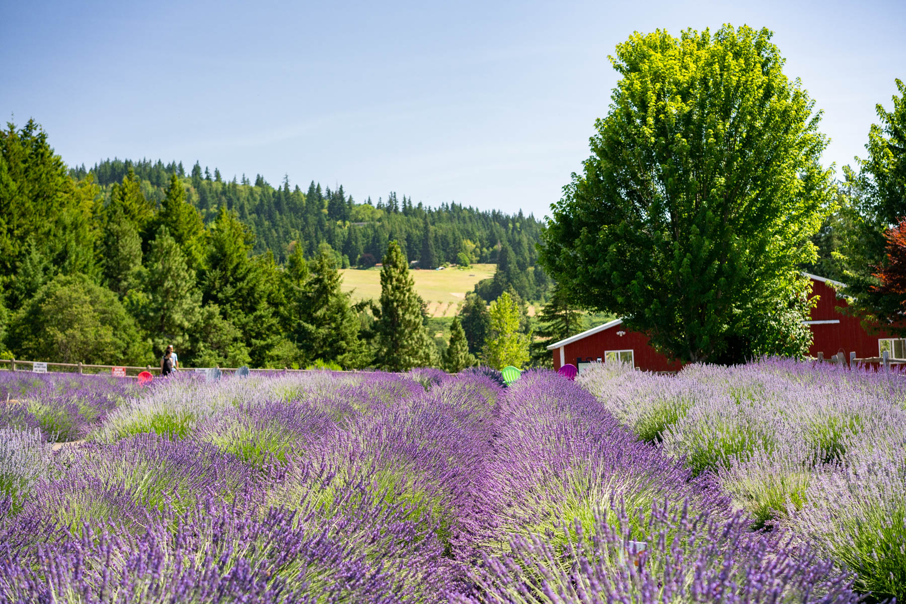 Hood River Lavender Farm