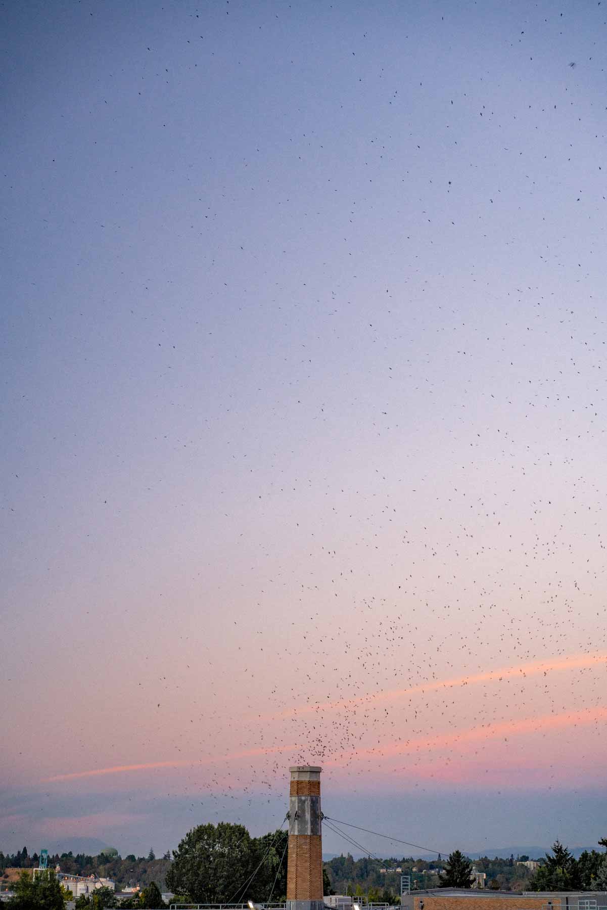vaux swifts portland