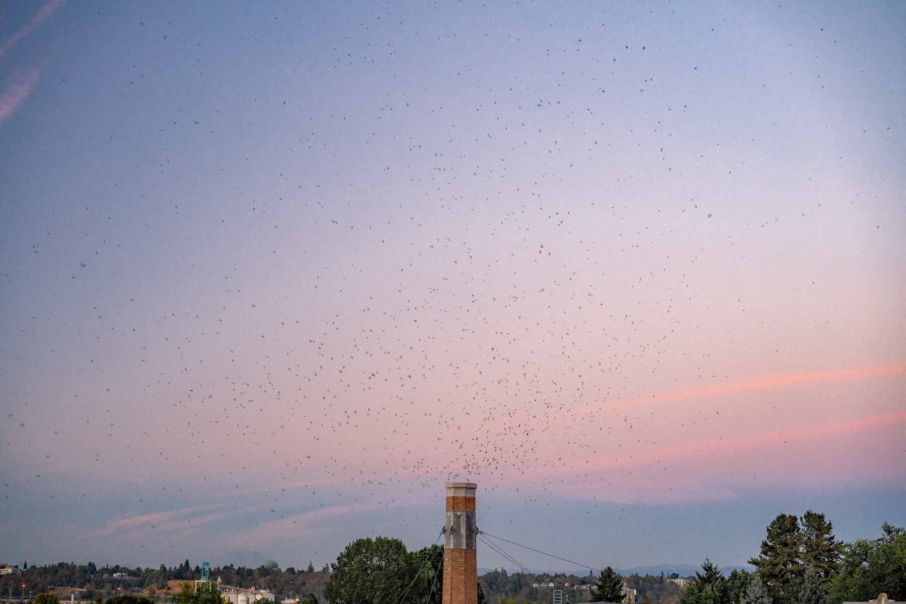 Vaux swifts in Portland
