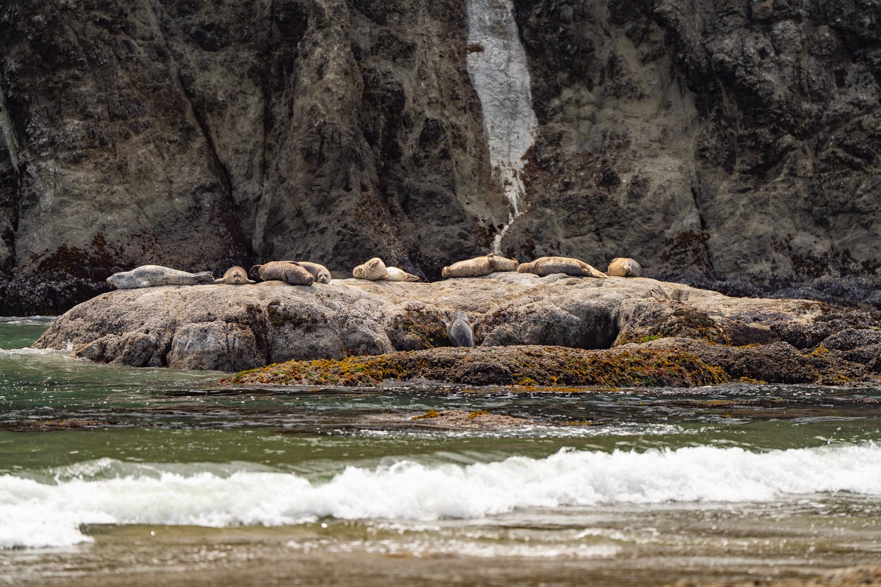 seals at bandon beach, oregon coast wildlife