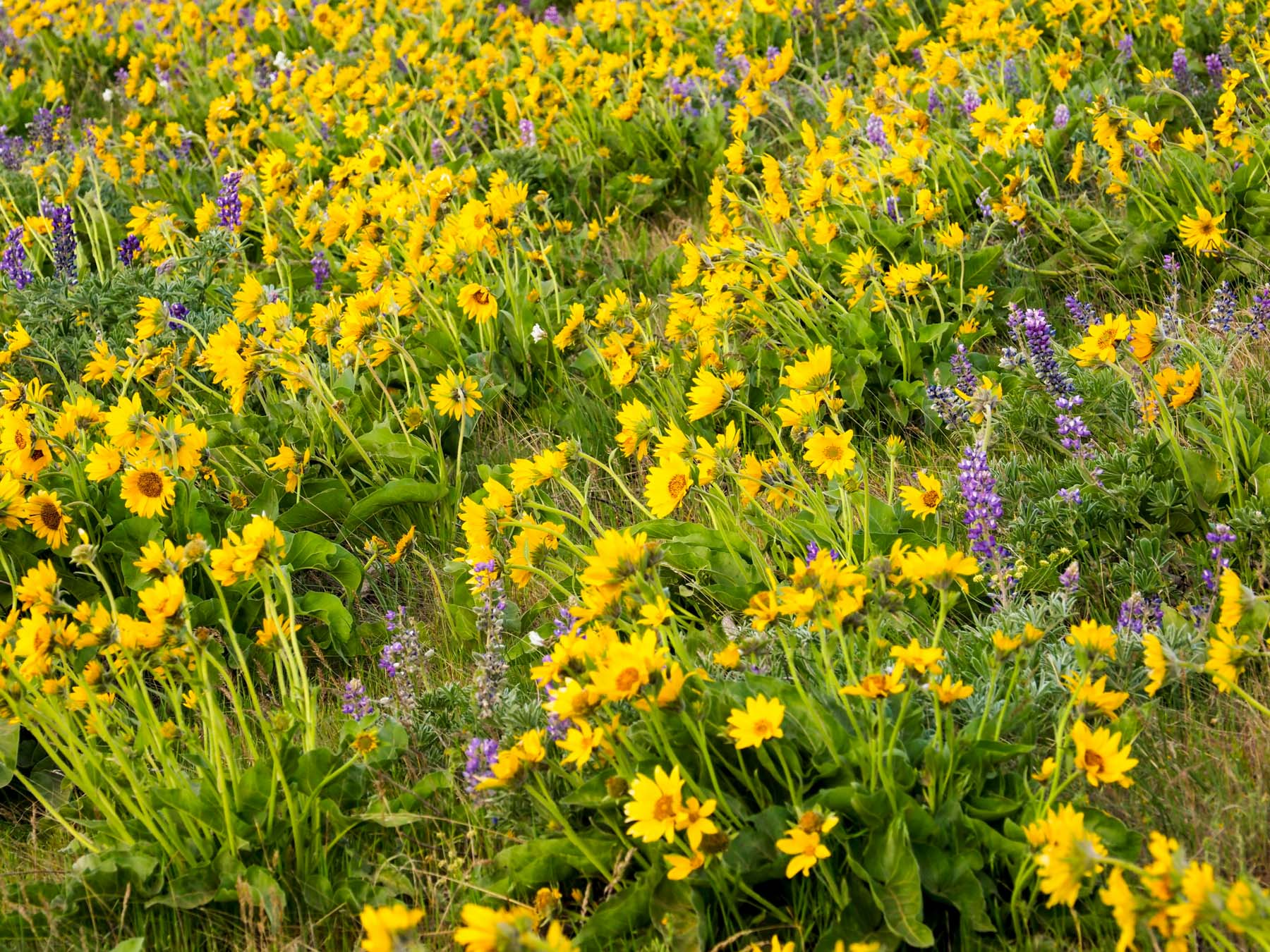 Balsamroot and lupine blooming in the Columbia Gorge