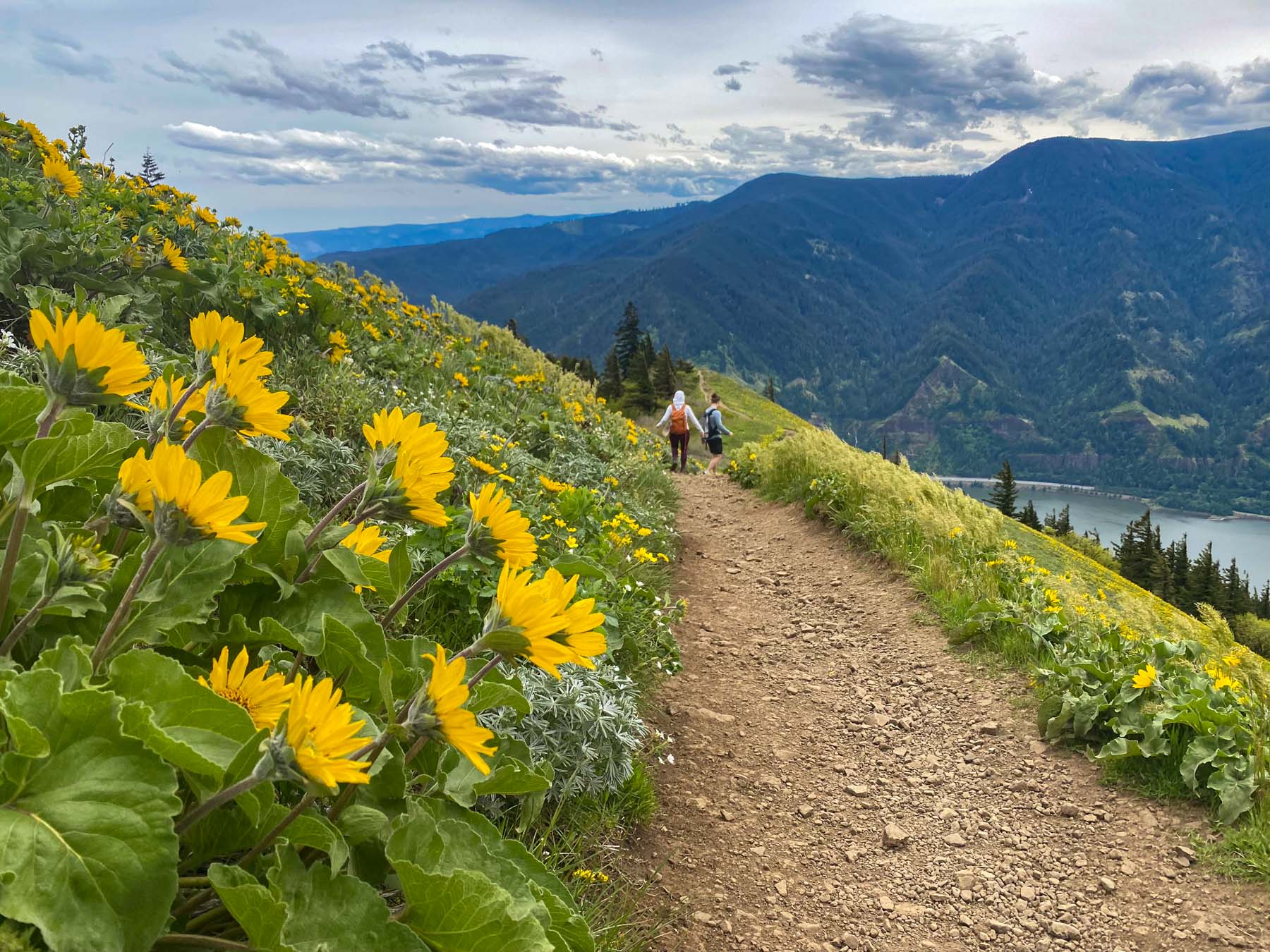 15 EPIC WILDFLOWER Hikes in the Columbia River Gorge, image size:1800x1350