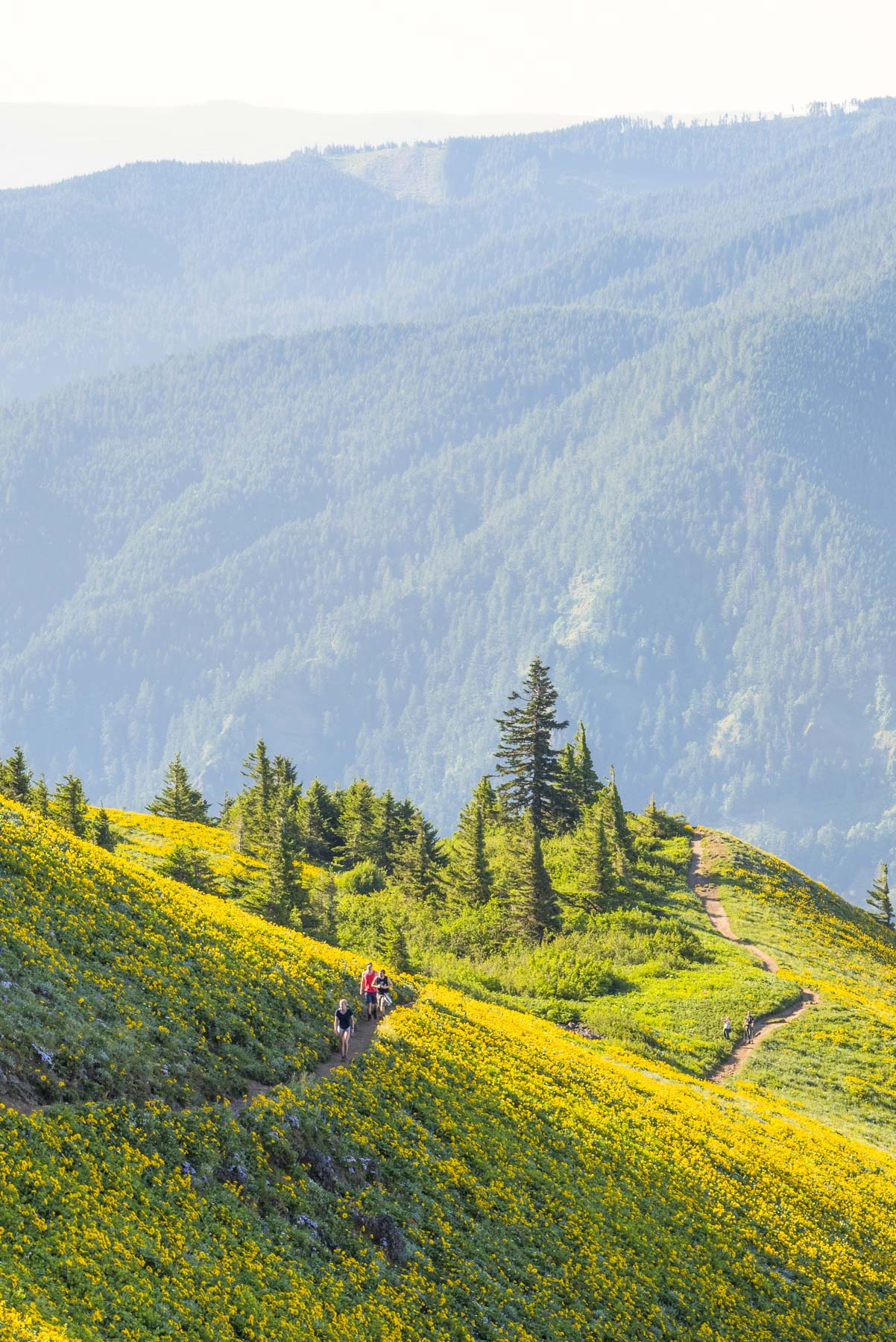 15 EPIC WILDFLOWER Hikes in the Columbia River Gorge, image size:1202x1800
