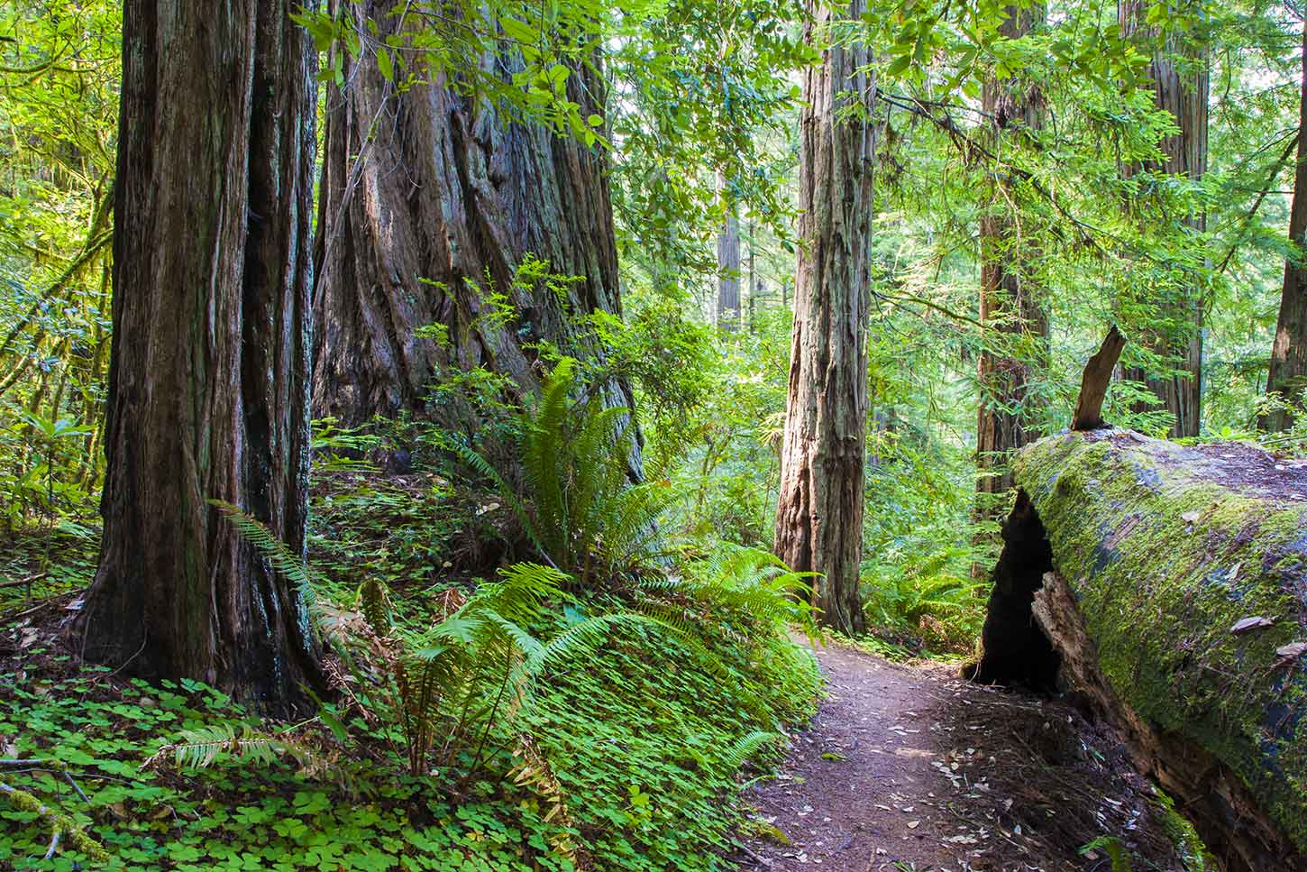 A redwood forest trail at Loeb State Park in southern Oregon