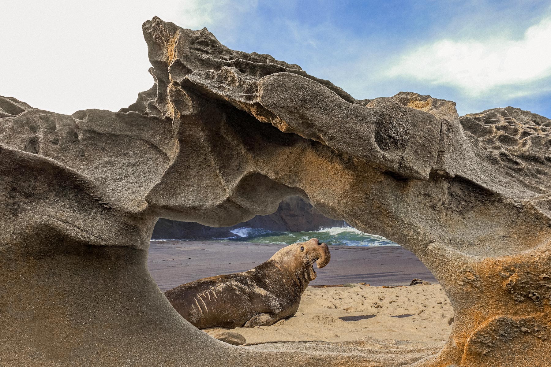 Yawning Elephant Seal Oregon Coast 