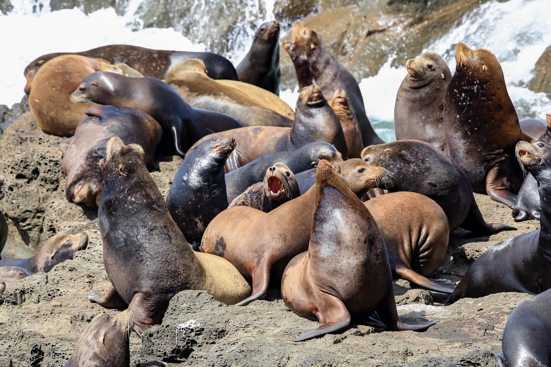 Sea Lions at Cape Arago Cliffs State Park, Coos Bay, Oregon | Shutterstock