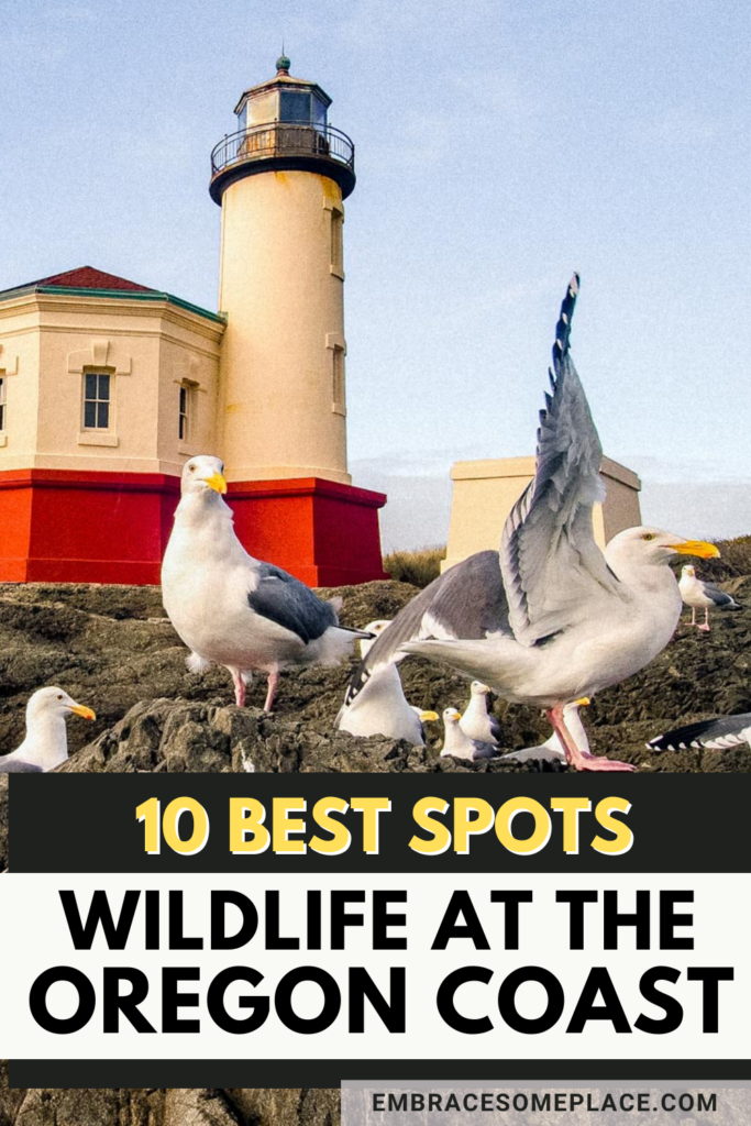 Oregon Coast Wildlife