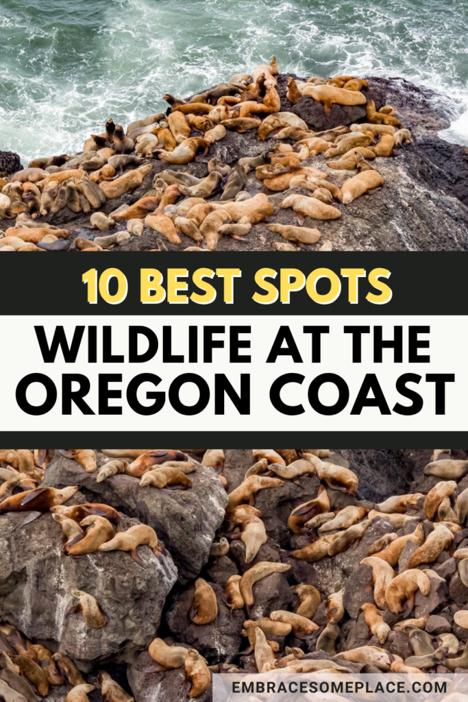Oregon Coast Wildlife