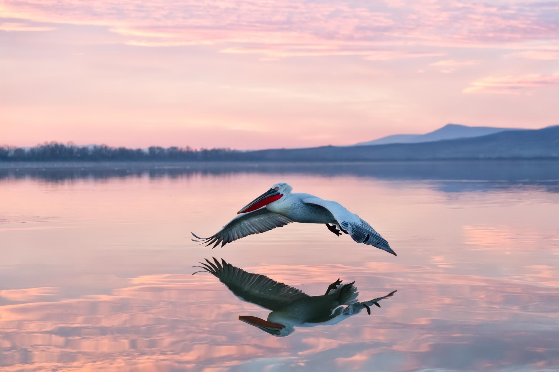 birding at the Oregon Coast 