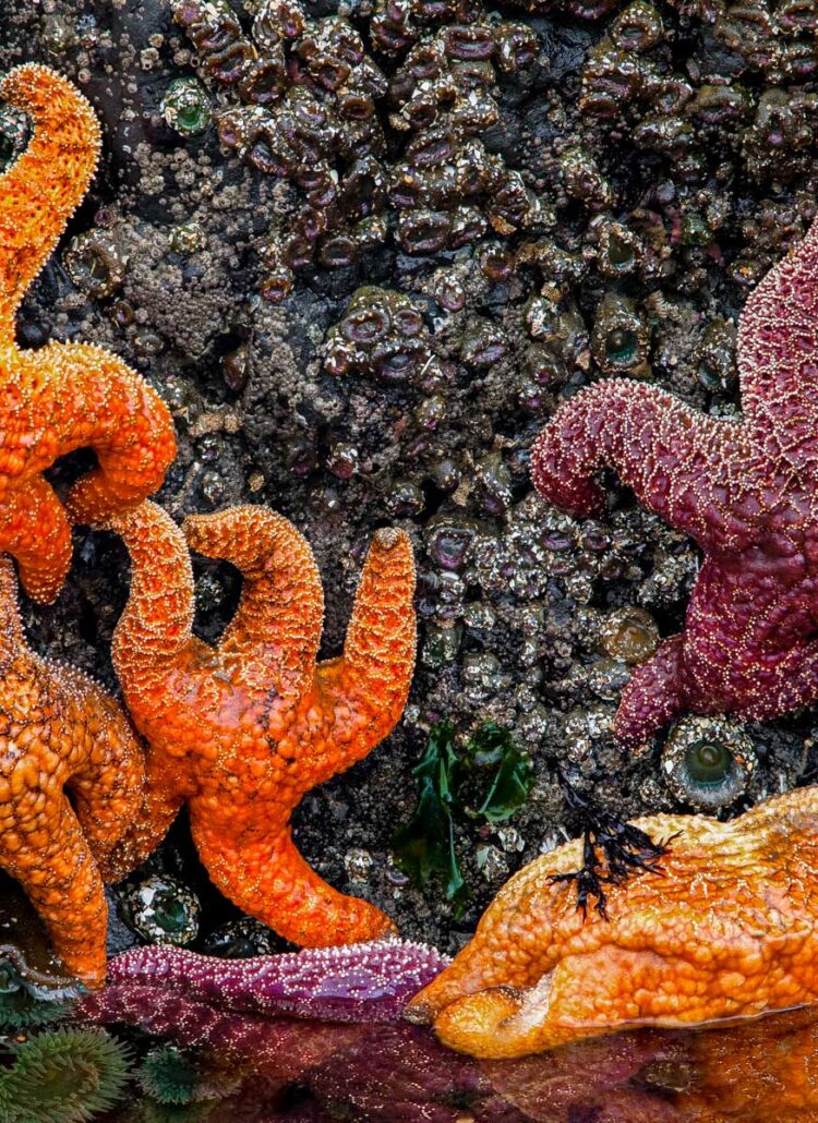 Best tide pools in Oregon
