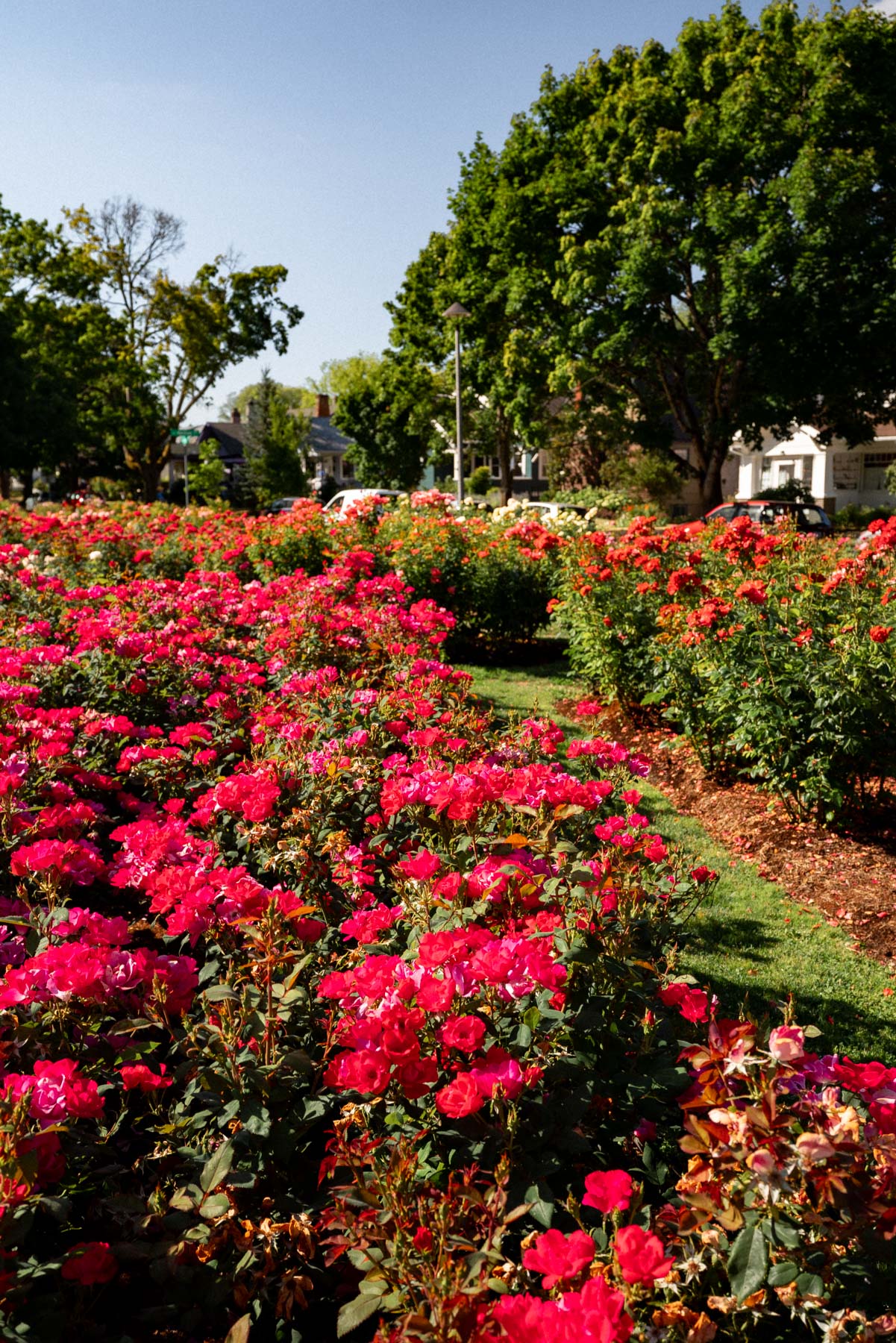 Beds of red roses at the Ladd Circle rose garden in a Portland neighborhood