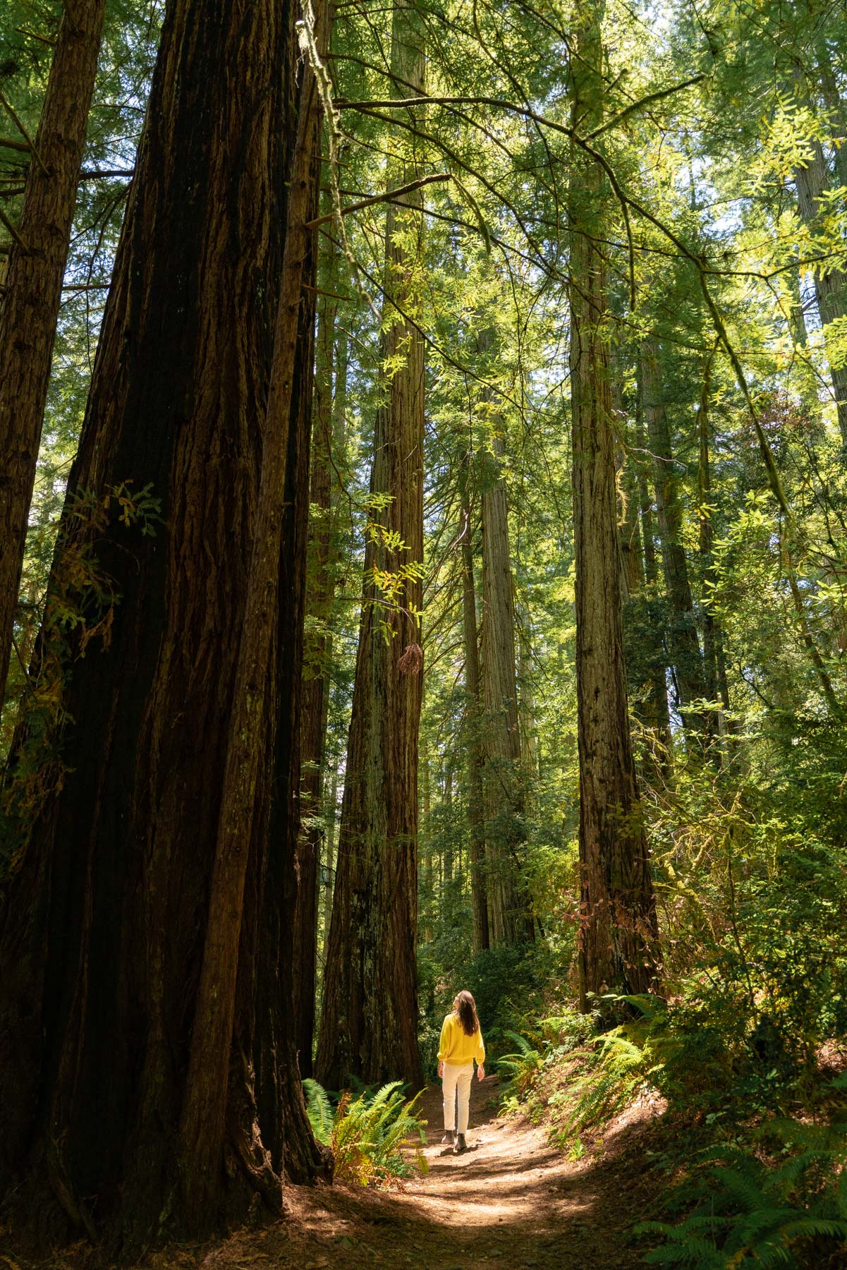 Where to find Redwoods in Oregon, Washington and Oregon Recreation Passes
