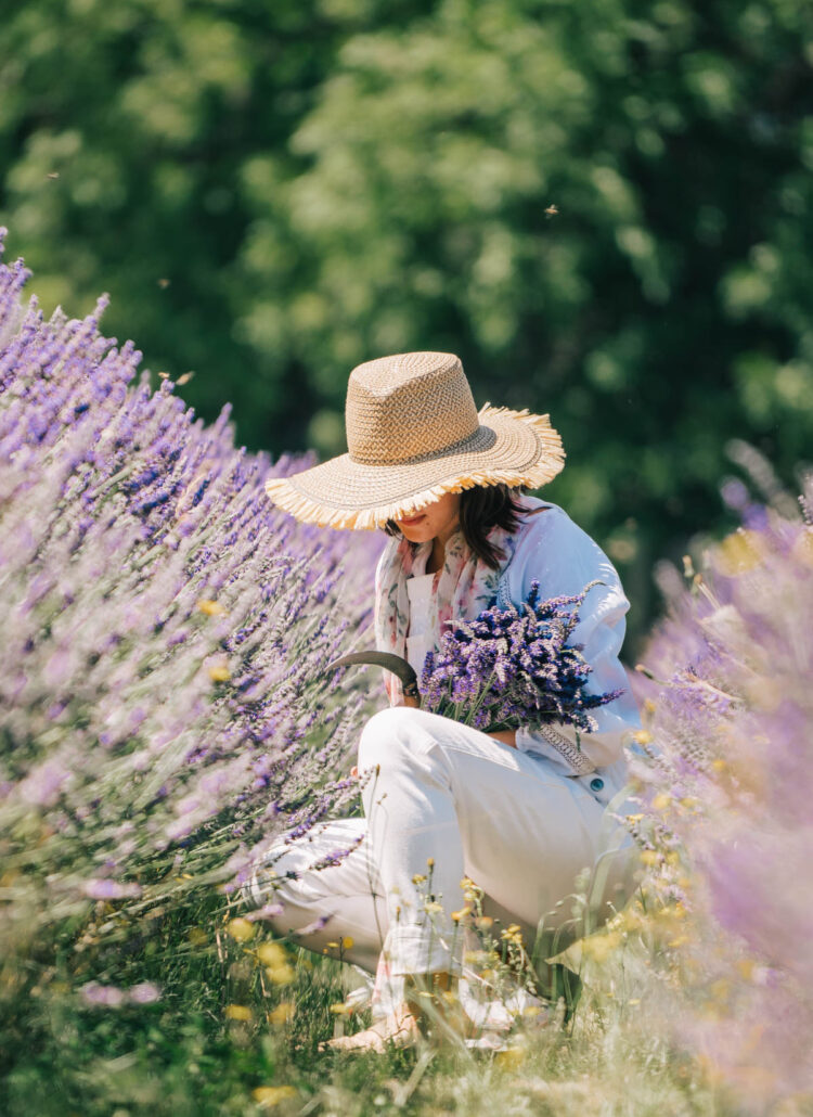 5 Enchanting Oregon Lavender Farms Worth the Drive (2024 Guide)