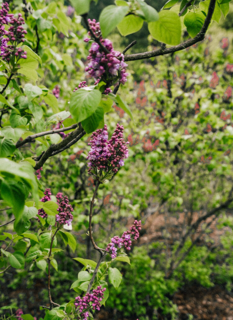 Duniway Park lilac garden in Portland,