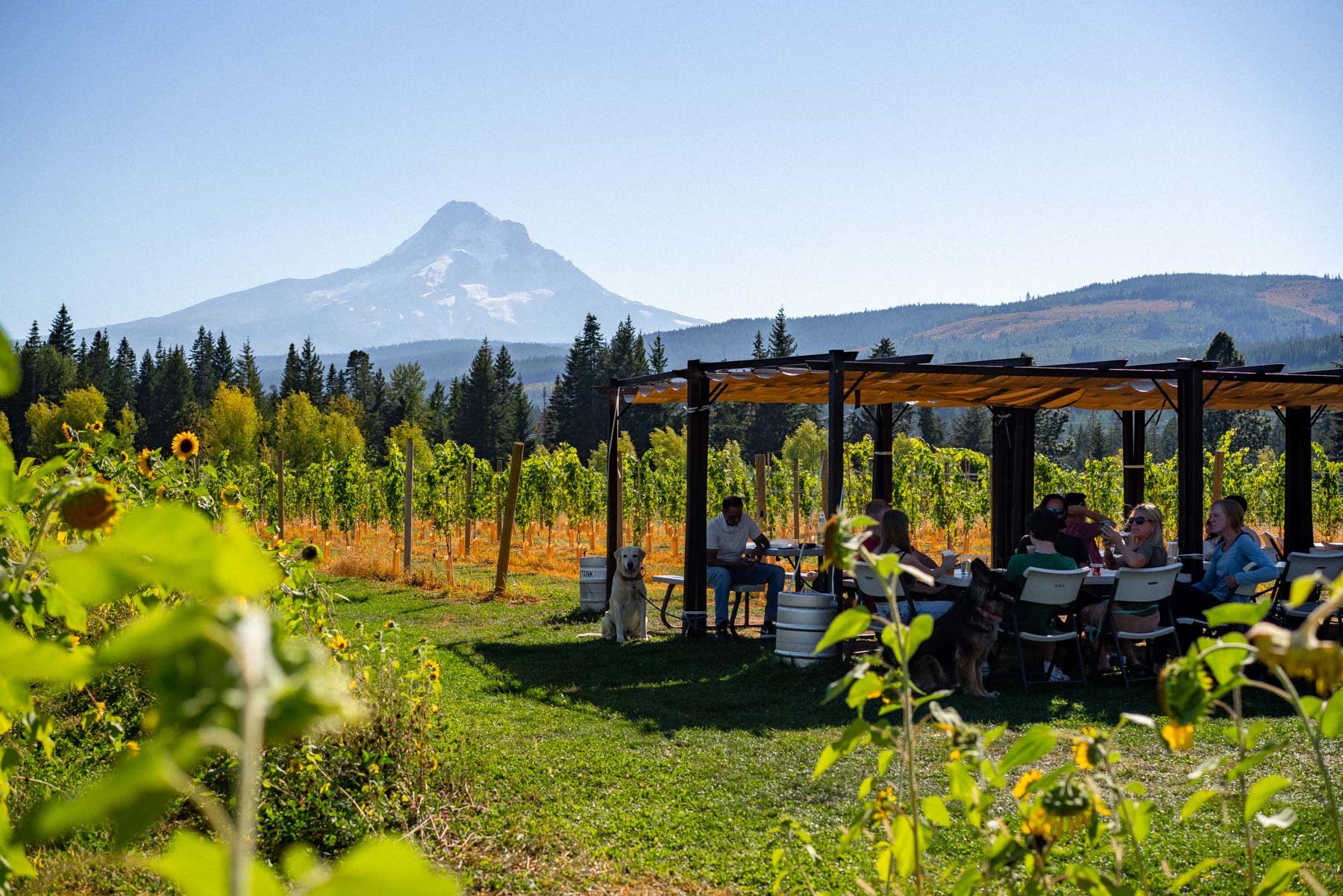 Grateful Vineyard Oregon