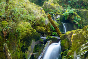 Sweet Creek Falls Oregon Coast