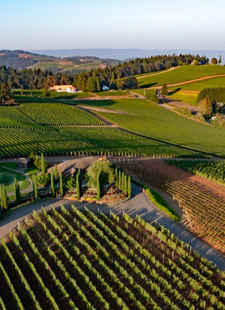 Aerial view of Willamette Valley vineyard rows curving across the Dundee Hills in late afternoon light during harvest season