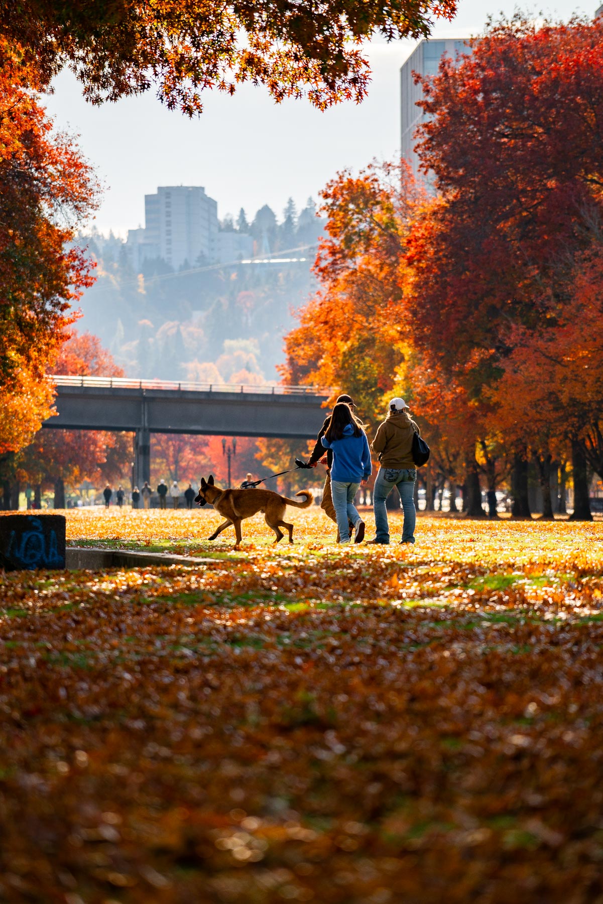 vibrant foliage in tom mccall waterfront park in portland oregon in the fall