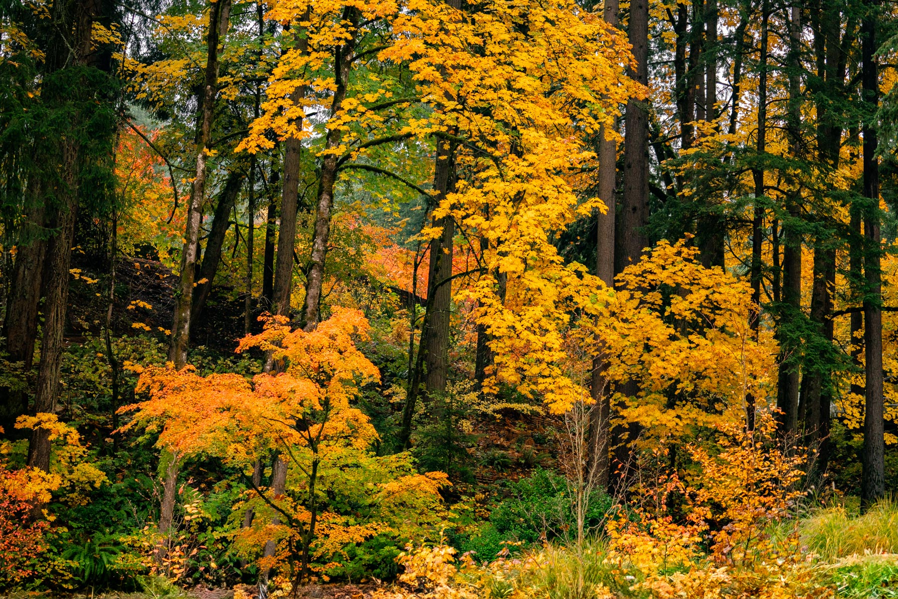 Golden and orange maple leaves lighting up a forested slope in a Portland park in autumn