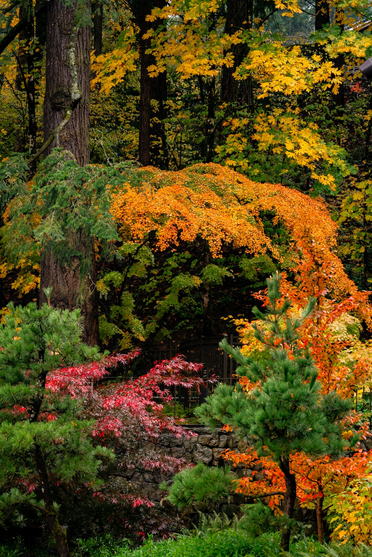 Fall Foliage Portland Oregon Autumn 304