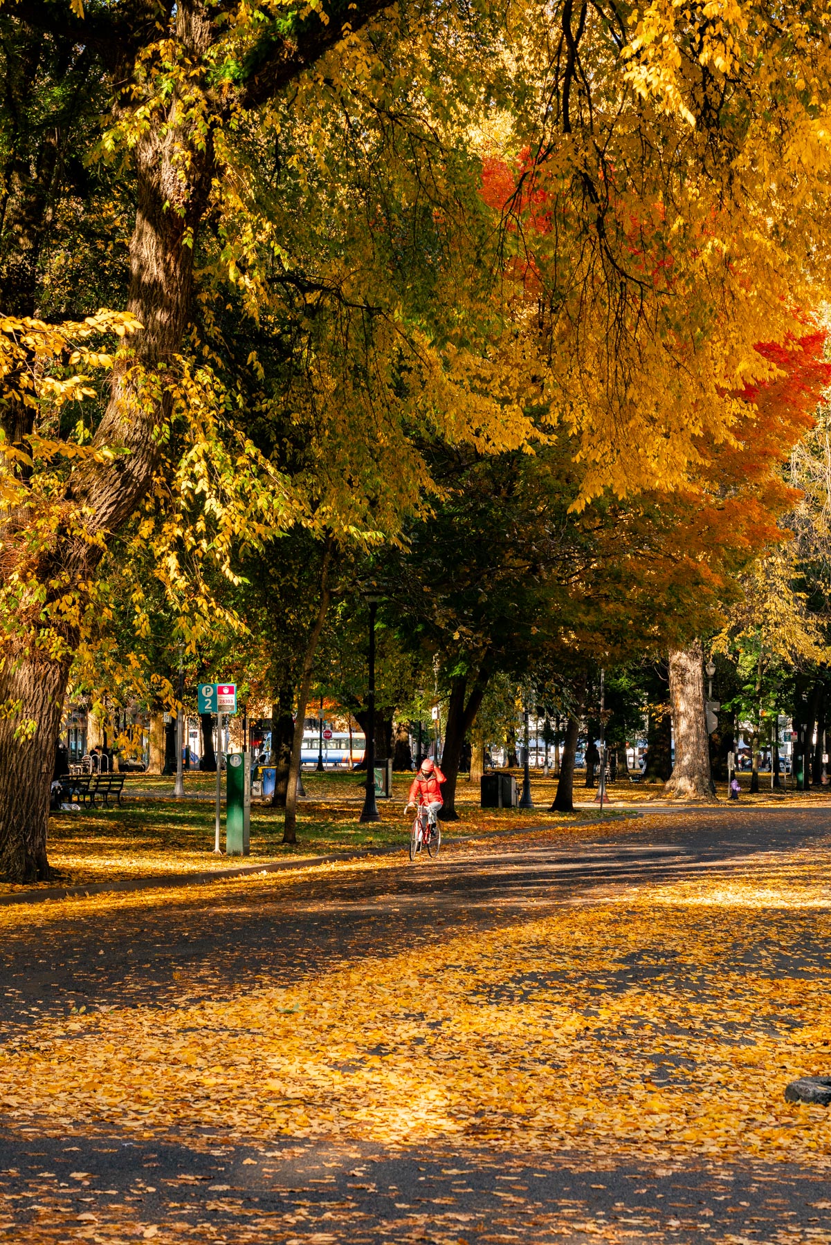 Fall Foliage Portland Oregon Autumn 317