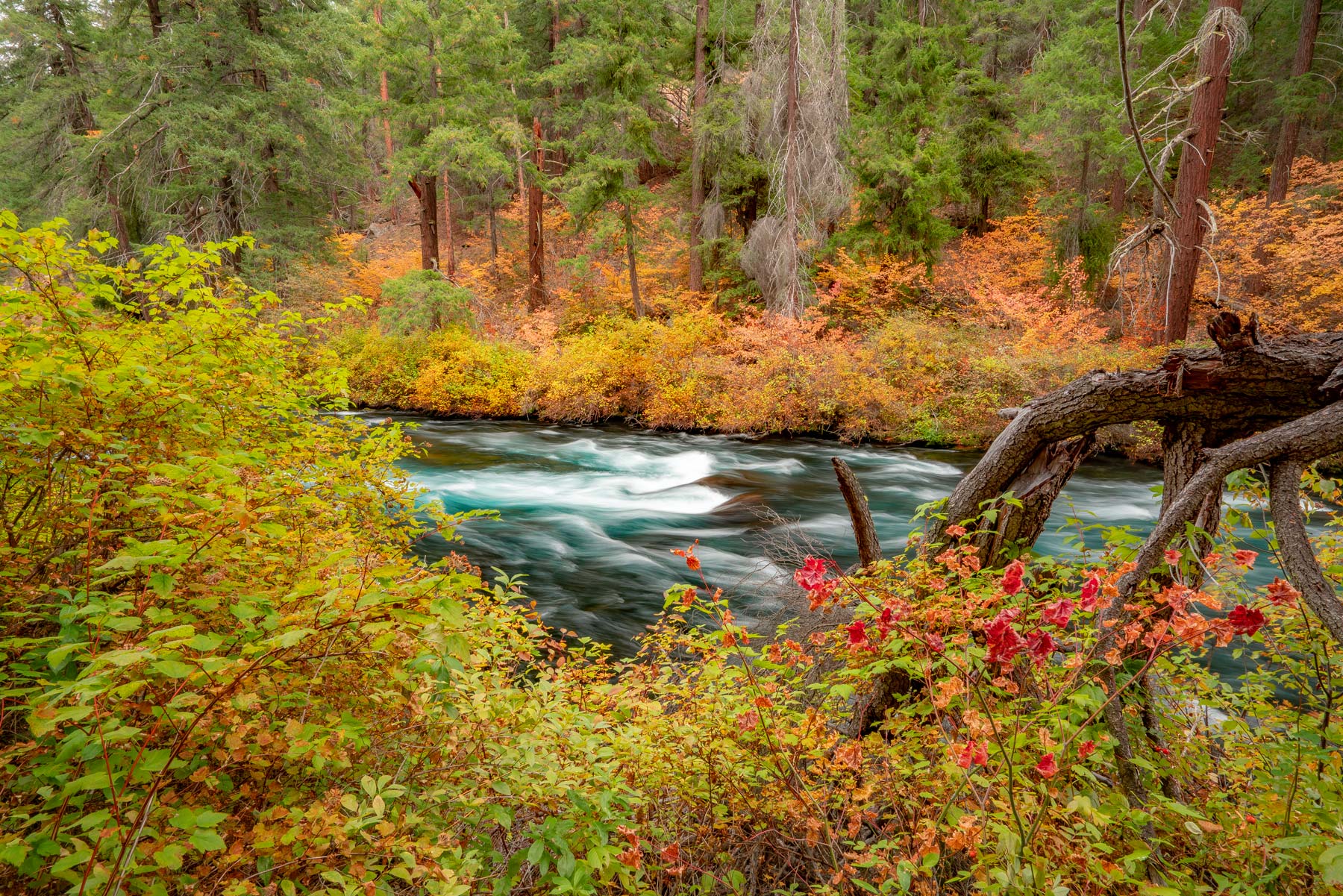 The clear turquoise Metolius River winding through pine forest near Camp Sherman