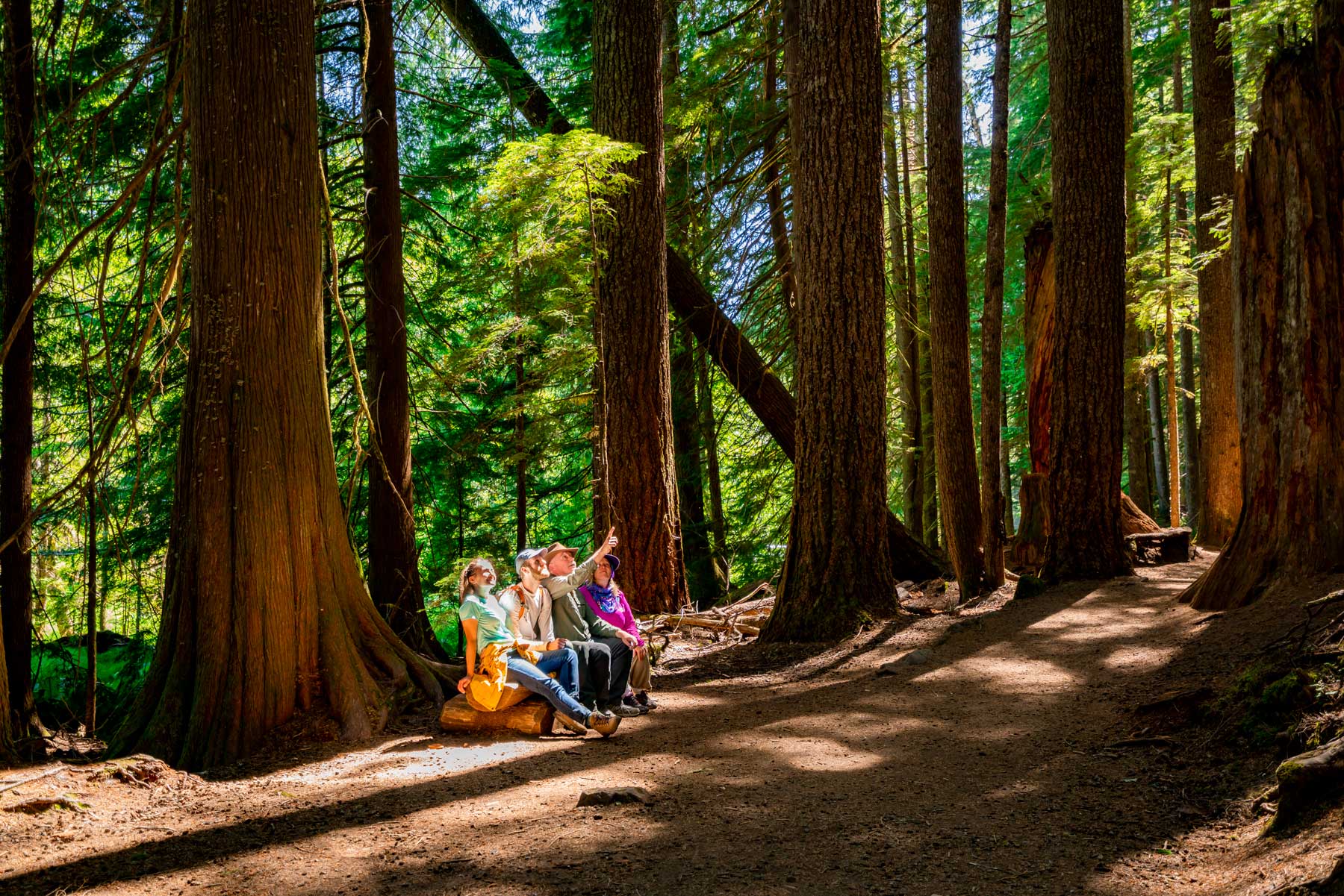 mount rainier trail of the shadows