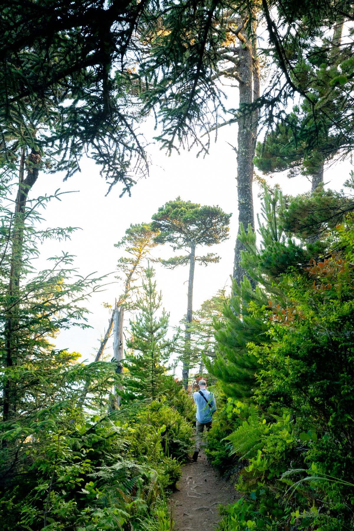 Humbug Mountain State Park, Oregon coast hikes