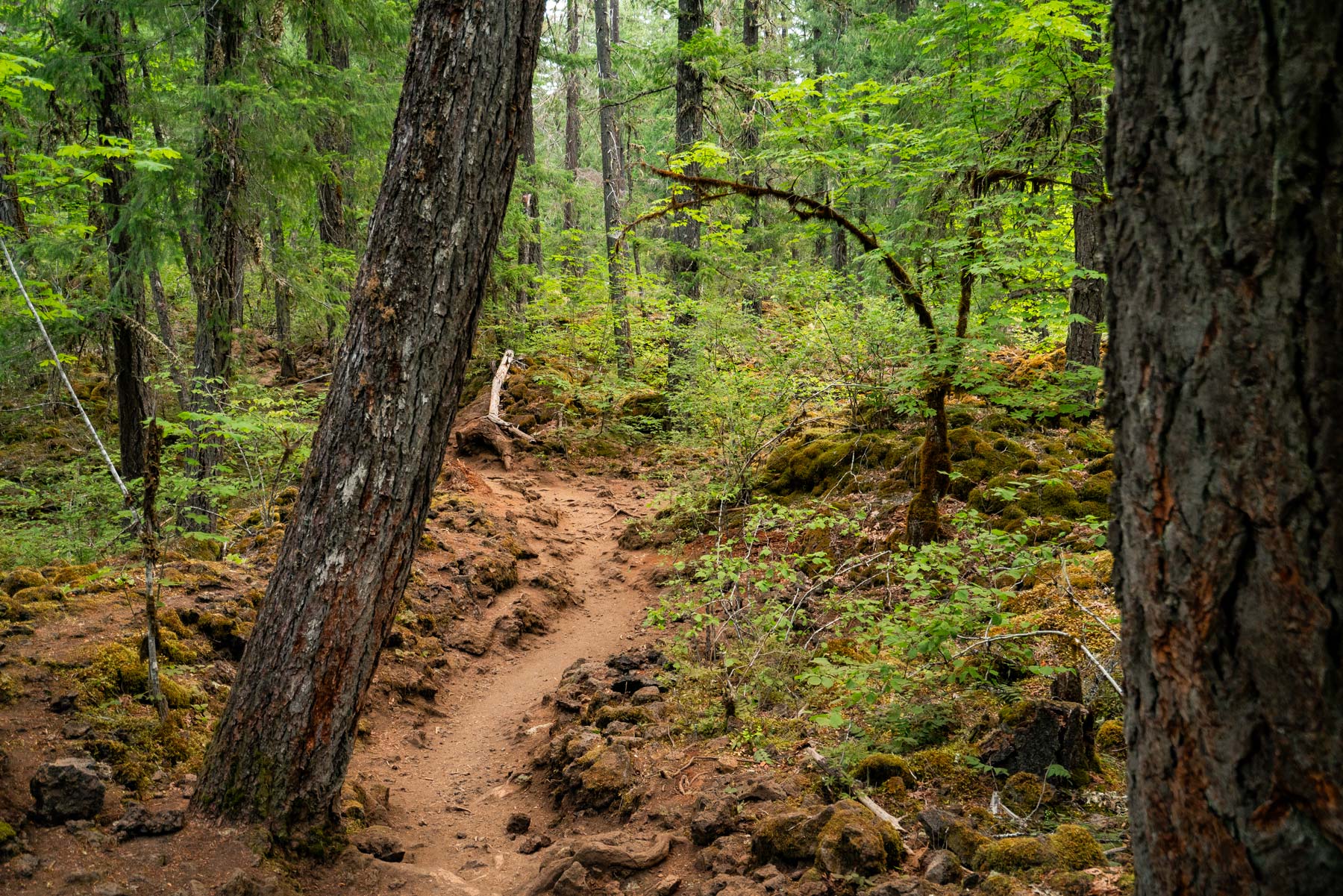 tamolitch blue pool hike oregon