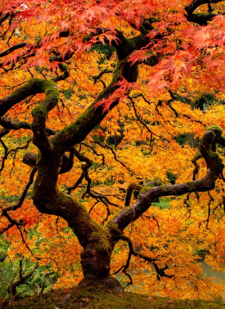 Portland Japanese Garden Tree