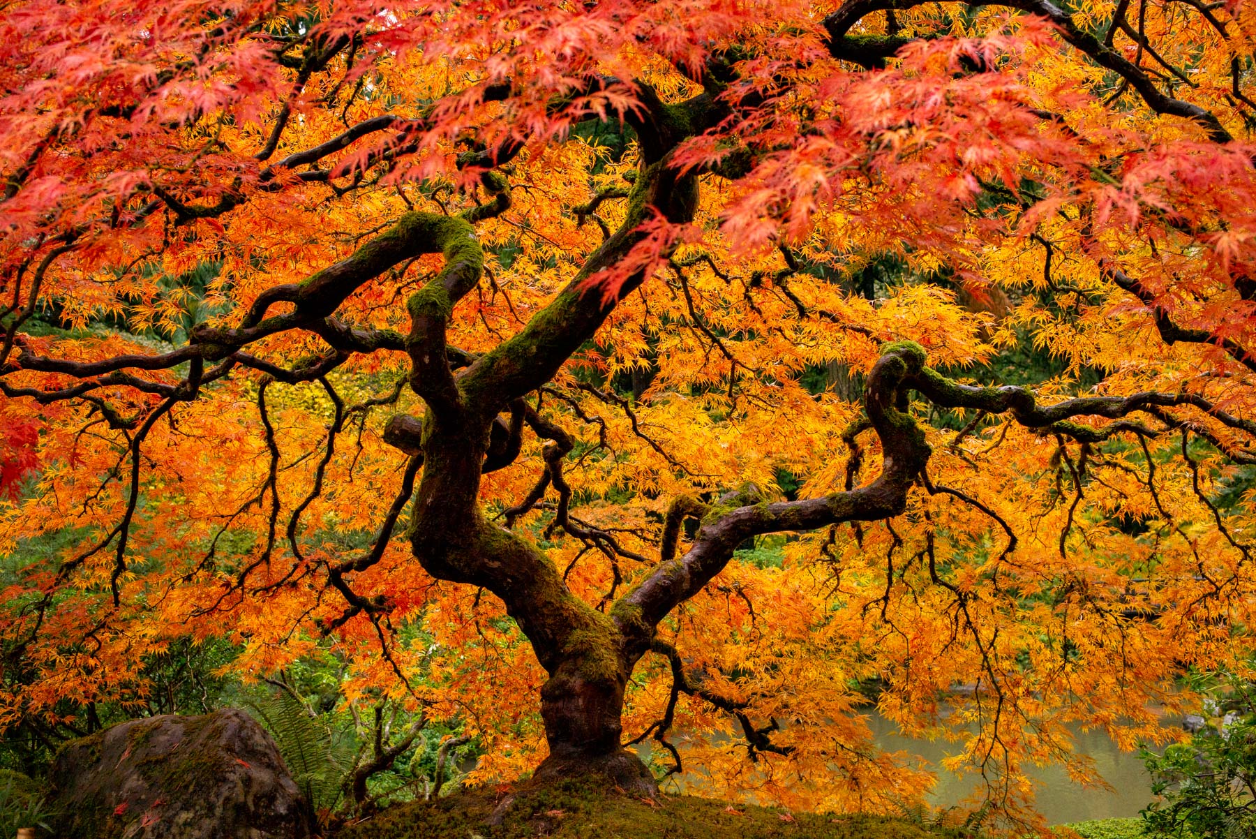 Portland Japanese Garden Tree